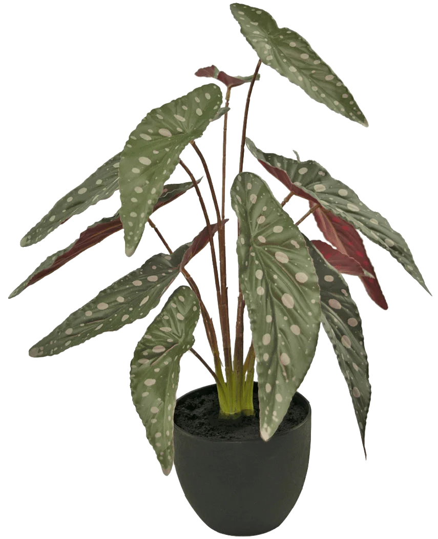 Productafbeelding 1