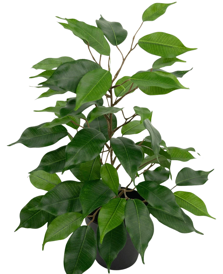 Productafbeelding 1