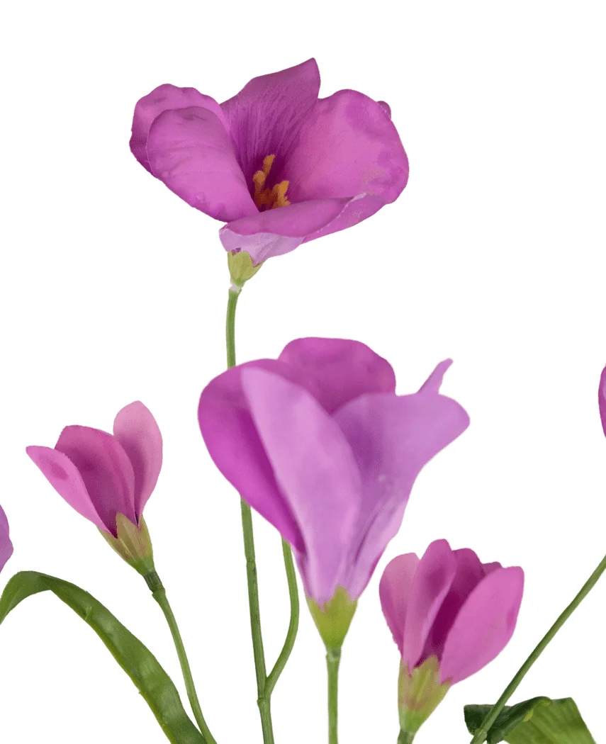 Miniatuur 2