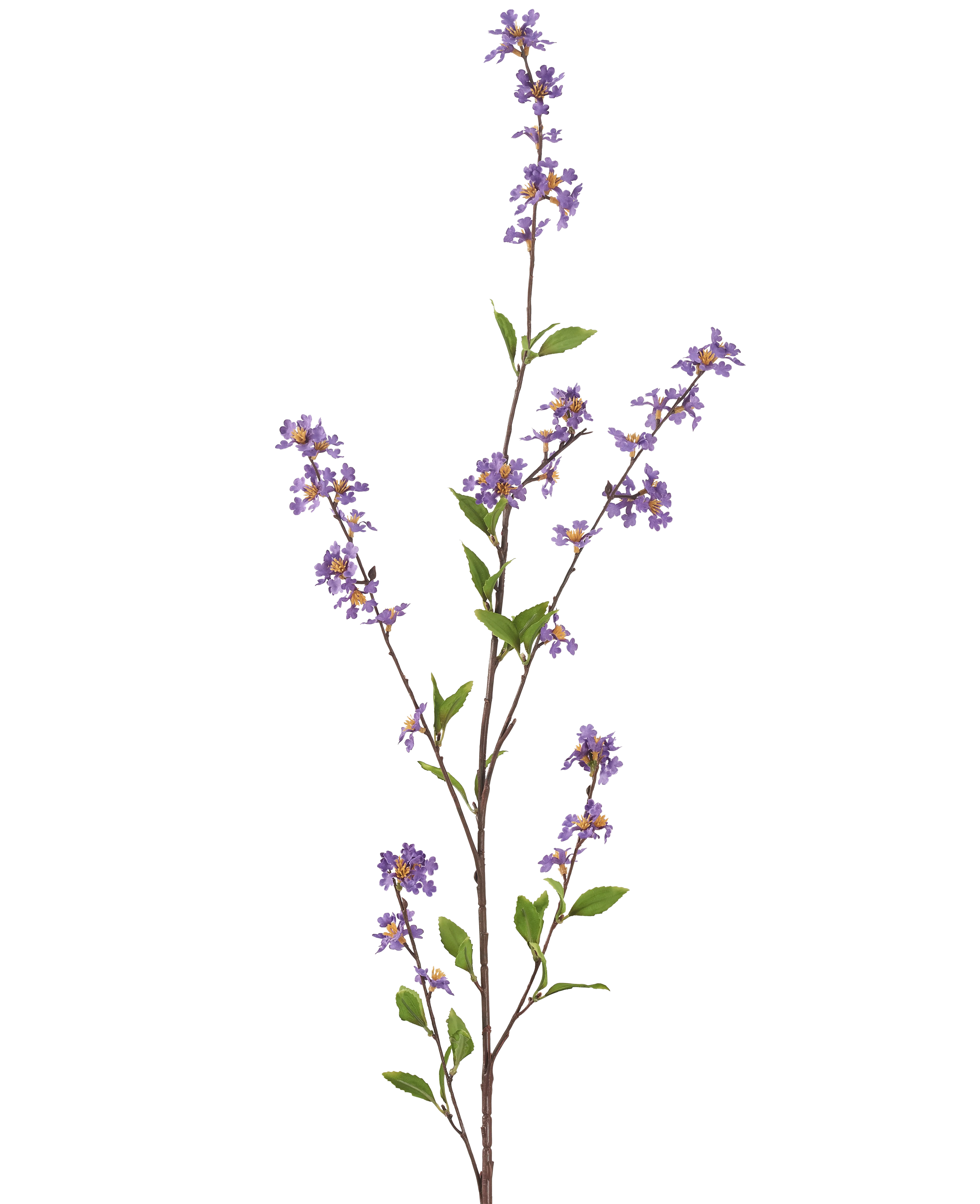 Miniatuur 1