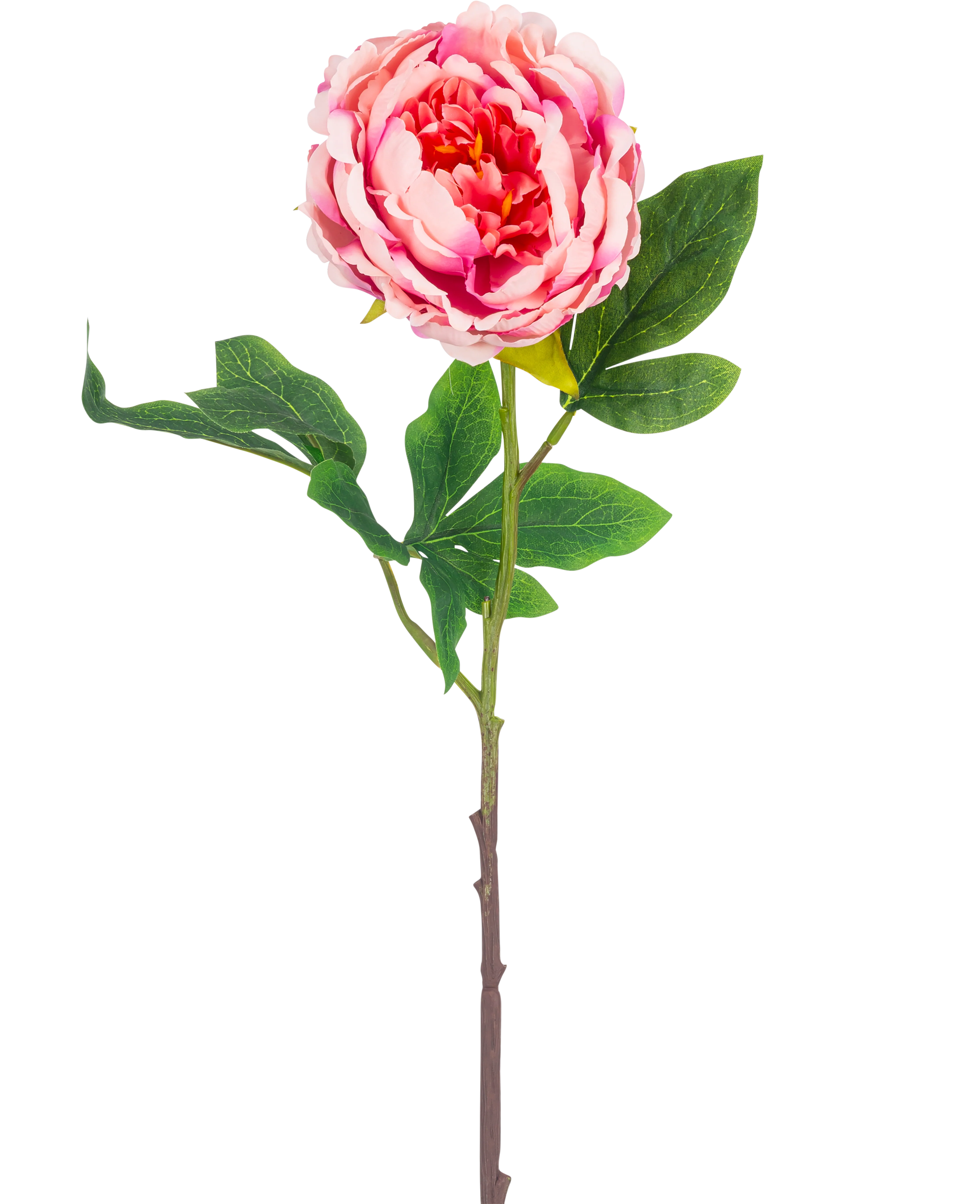 Miniatuur 1