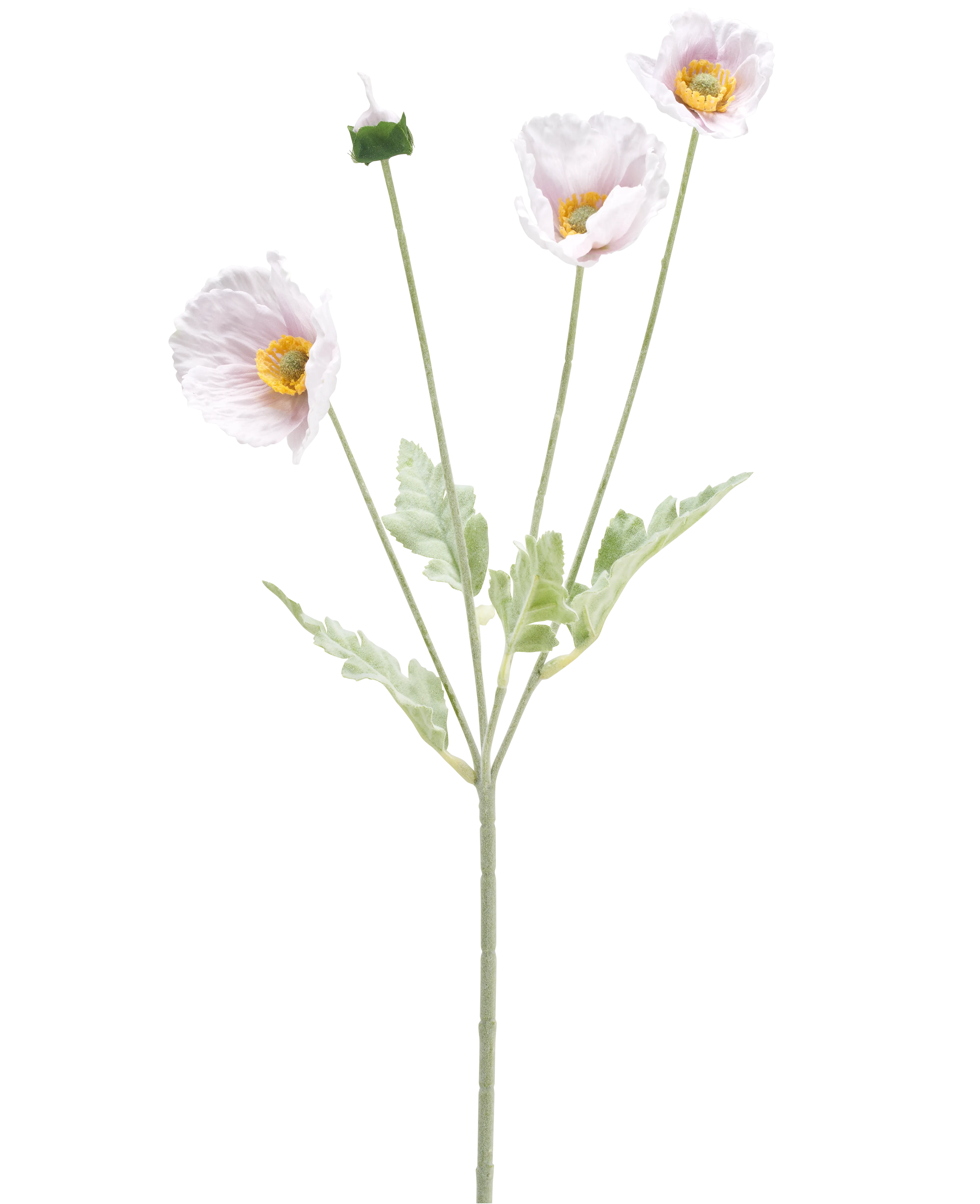 Miniatuur 1
