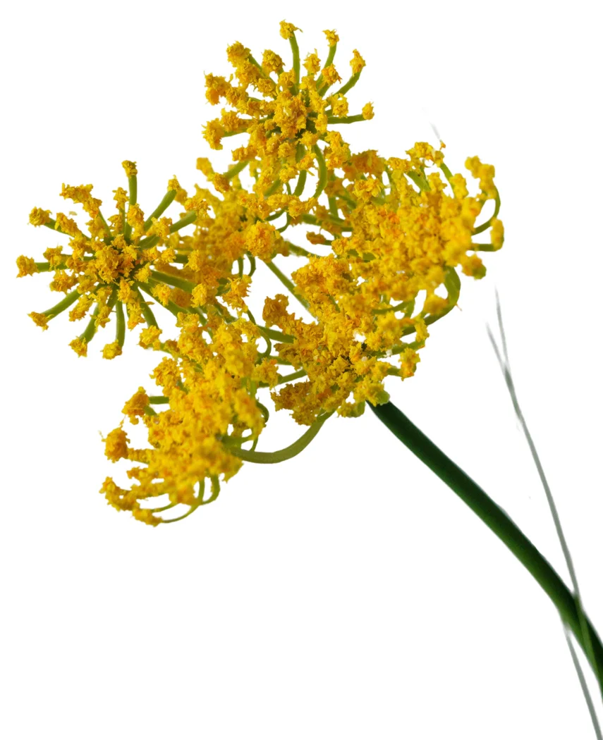 Miniatuur 2
