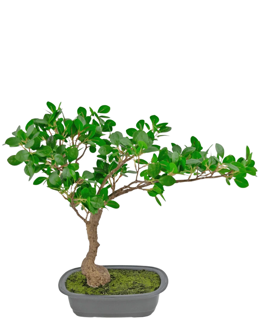 Miniatuur 1