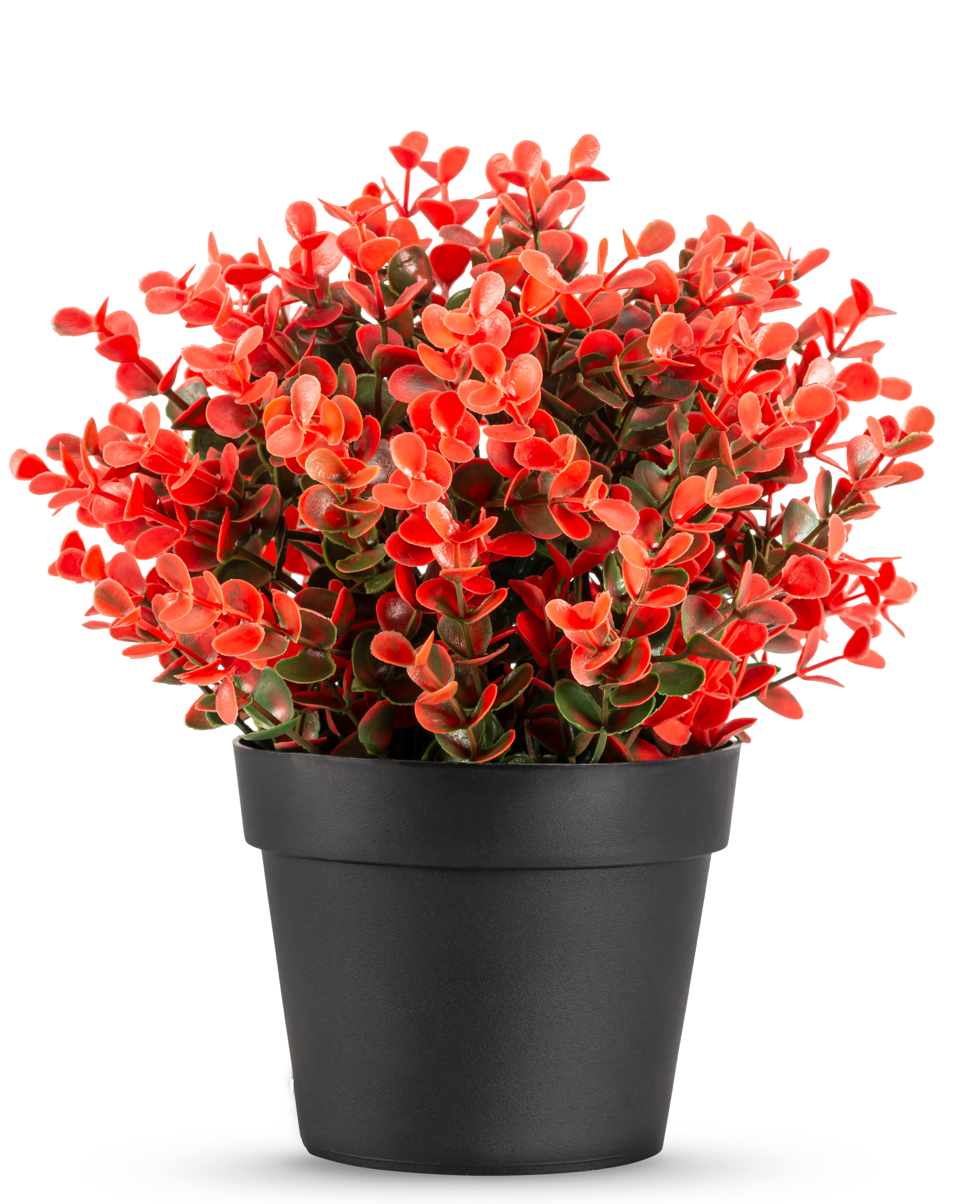 Miniatuur 1