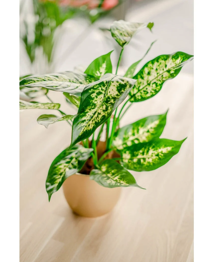 Productafbeelding 5