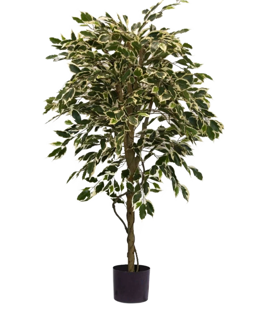 Miniatuur 1