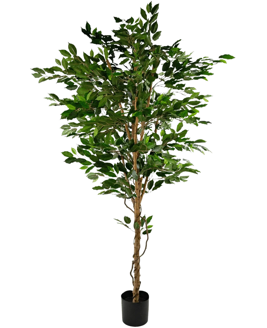 Miniatuur 1