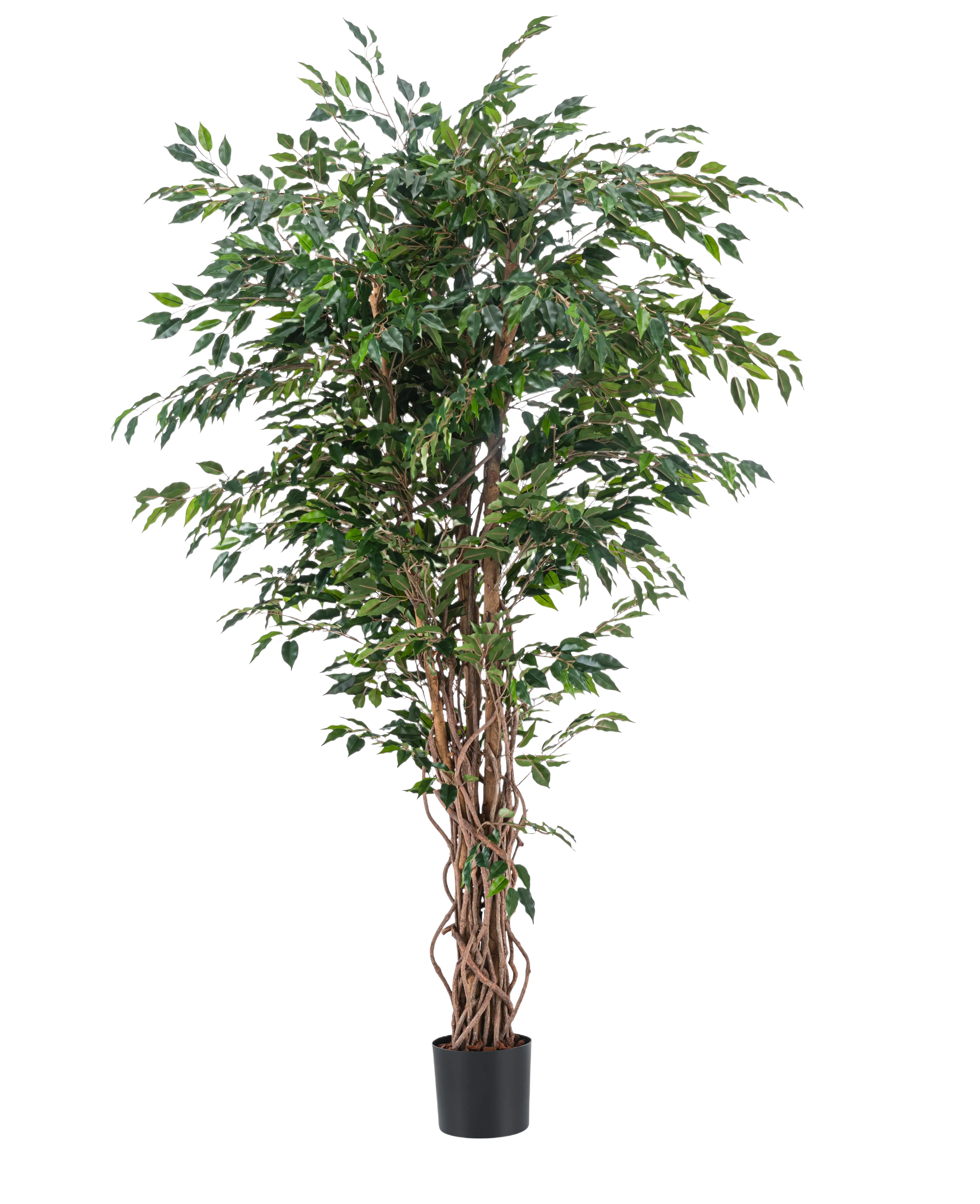 Miniatuur 1