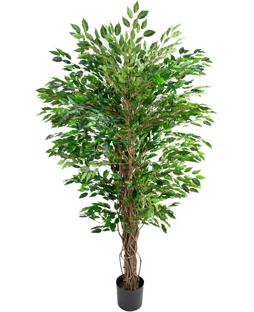 Miniatuur 1