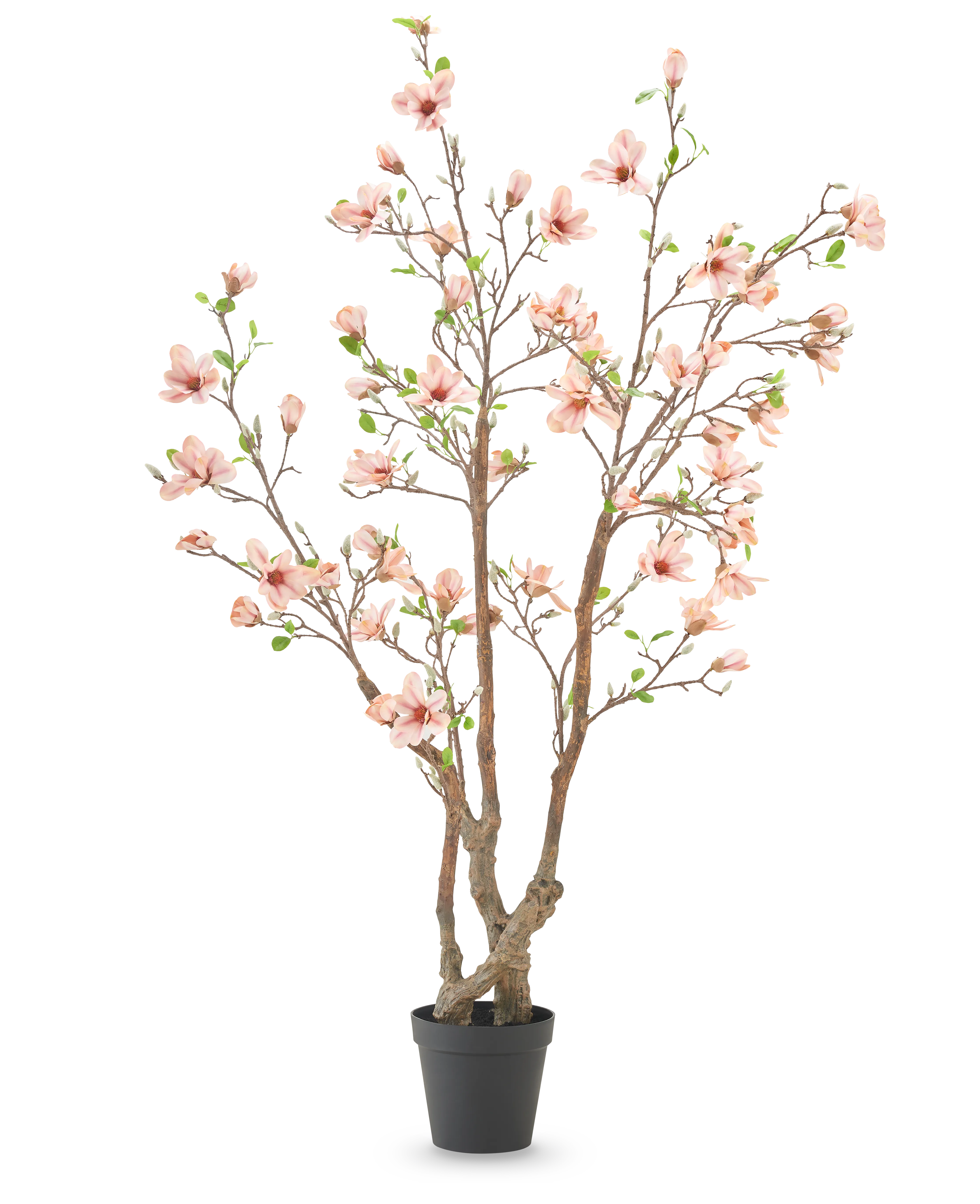 Miniatuur 1