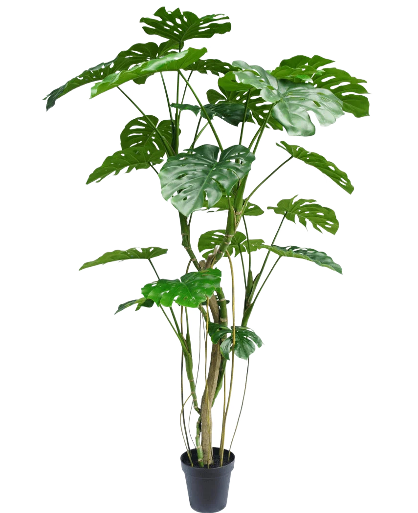 Miniatuur 1